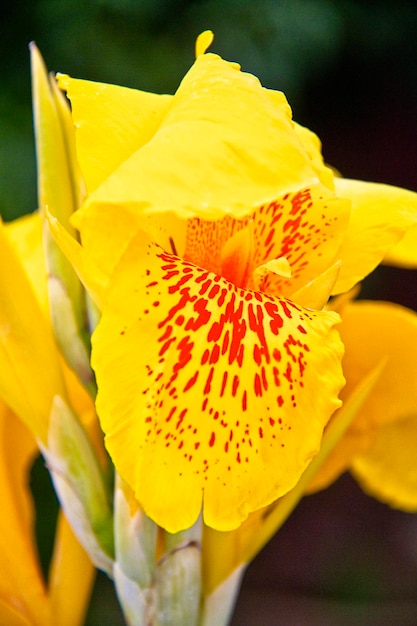 Iris amarillos en el jardín