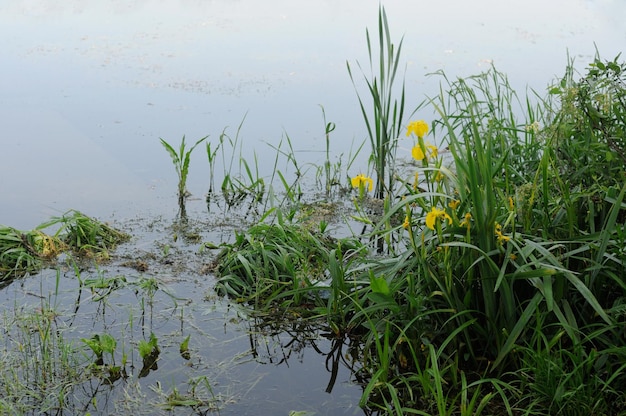 Iris amarillos en la orilla del lago región de Moscú Rusia