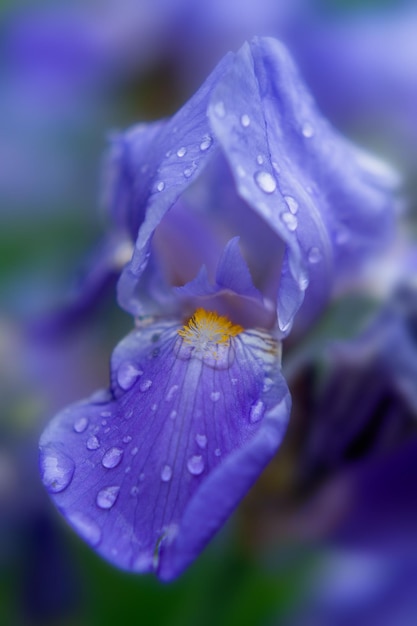 Foto iris azul con gotas de lluvia