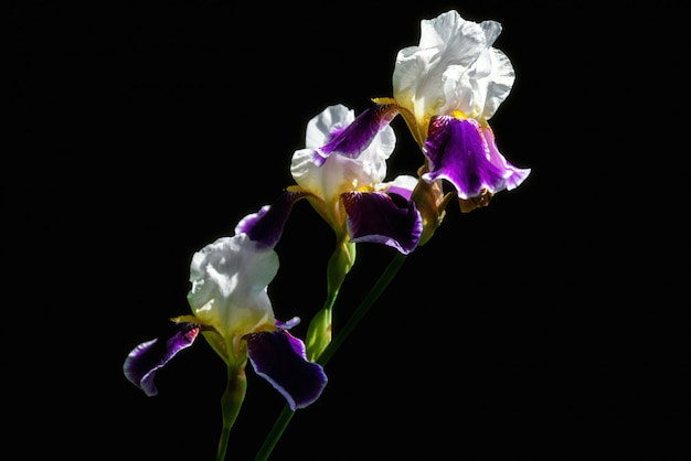 Iris azul oscuro floreciendo en un jardín.