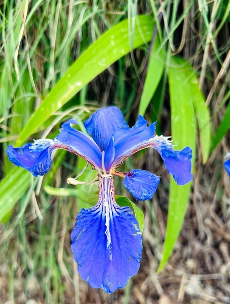 Iris azul setosa flor de iris azul