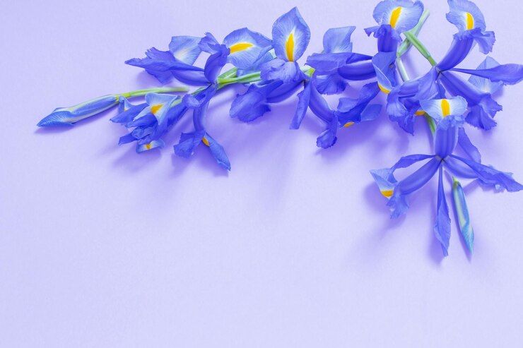 Foto iris azules sobre fondo de papel púrpura