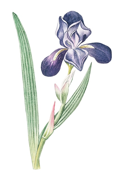 Iris de barba alta y transparente en png