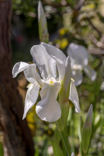 Iris blanco Iris hybrida crece en el lecho de flores