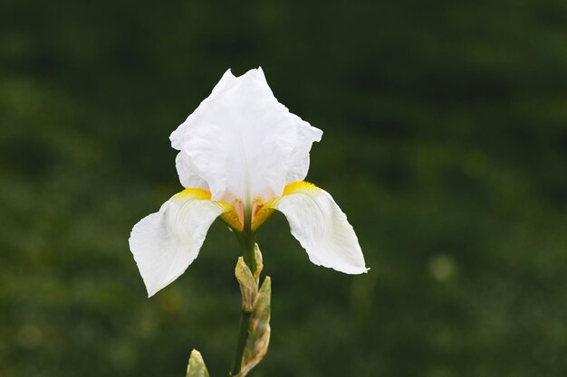 Iris blanco en el jardín de cerca sobre un fondo oscuro