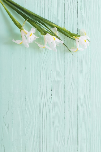 Iris blanco sobre superficie de madera verde