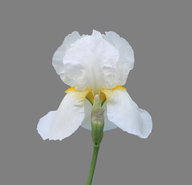 Iris Blume