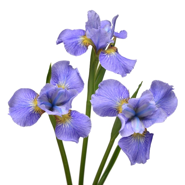 Iris Blumen Blumenstrauß blau isoliert auf weißem Hintergrund Sommer Frühling flach legen Draufsicht Blumenmuster Liebe Valentinstag