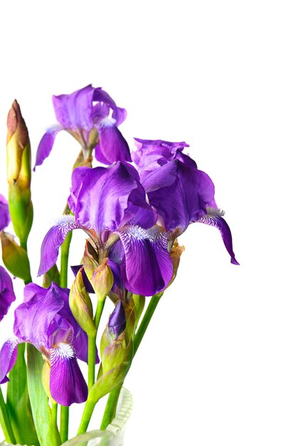 Iris Blumen