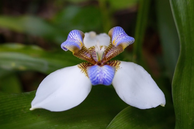 Foto iris caminante - neomarica candida - lirio misionero blume in einem garten