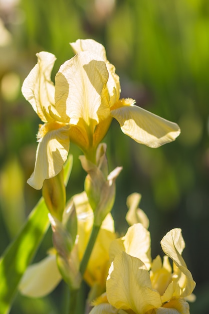 Iris de colores amarillo y blanco