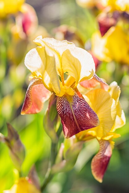 Iris de colores amarillo y rojo