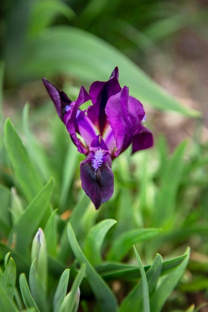 Iris crescendo no jardim Closeup