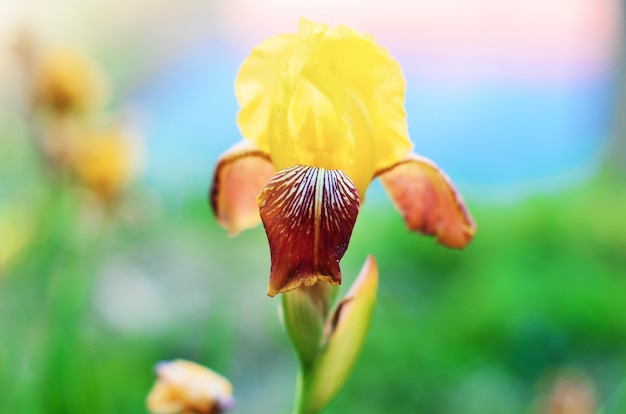 Íris de florescência da vista macro. paisagem da primavera com monte de flores amarelas.