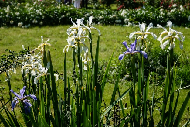 Íris de verão branco e roxo