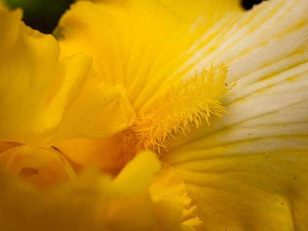 Íris em flor no final do ciclo de floração.