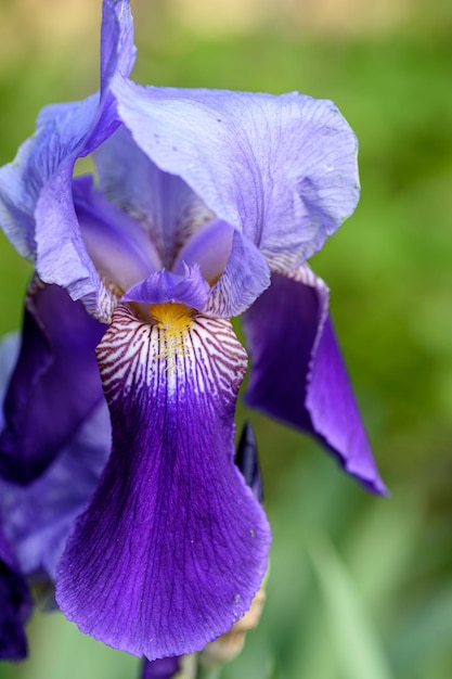 Foto iris es un género de plantas con flores de 310 especies aceptadas con vistosas flores