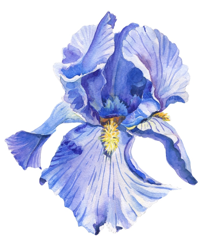 Foto iris flor de acuarela sobre fondo blanco.