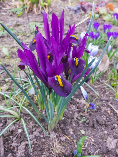 Iris floreciendo en el jardín botánico