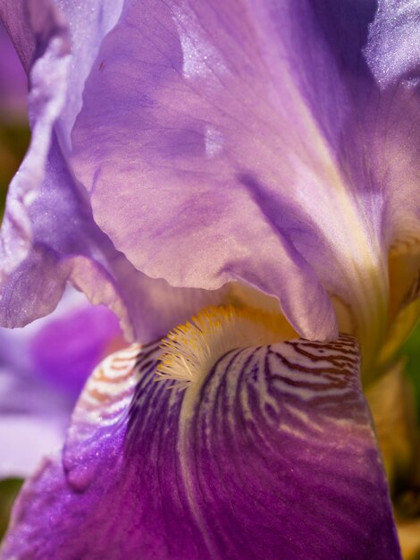 Iris floreciente al final del ciclo de floración.