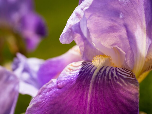 Iris floreciente al final del ciclo de floración.