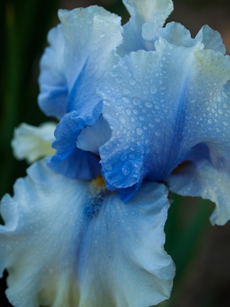 Iris floreciente al final del ciclo de floración.