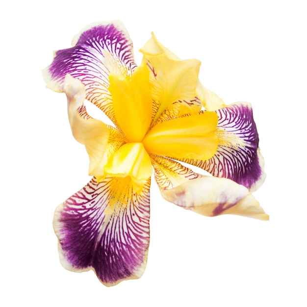 Iris de flores amarillo-violeta aislado sobre fondo blanco. Endecha plana, vista superior