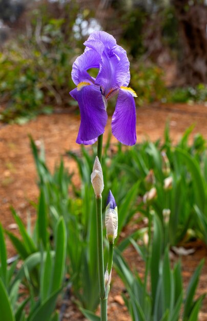 Iris de flores grandes en el fondo del jardín