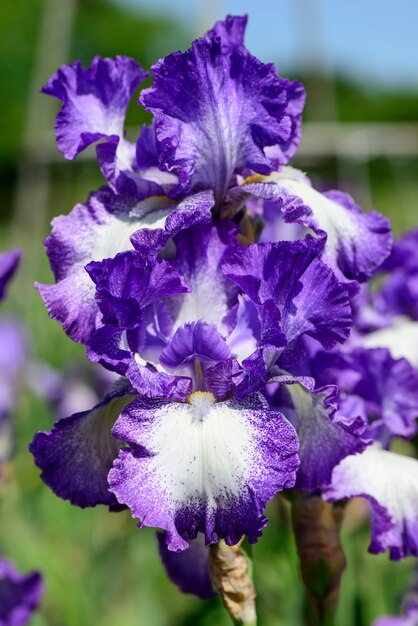 Iris Garden