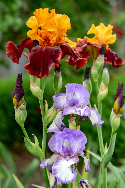 Iris germanica comumente conhecida como íris barbuda ou íris barbuda alemã