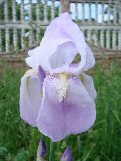 Iris germanica Nahaufnahme der Blume BartirisEine Pflanze mit eindrucksvollen Blumen Gartendekoration Irisblume