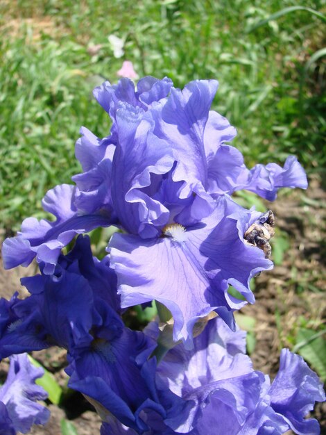 Iris germanica Primer plano de flor iris barbudo Planta con flores impresionantes decoración de jardín flor de iris