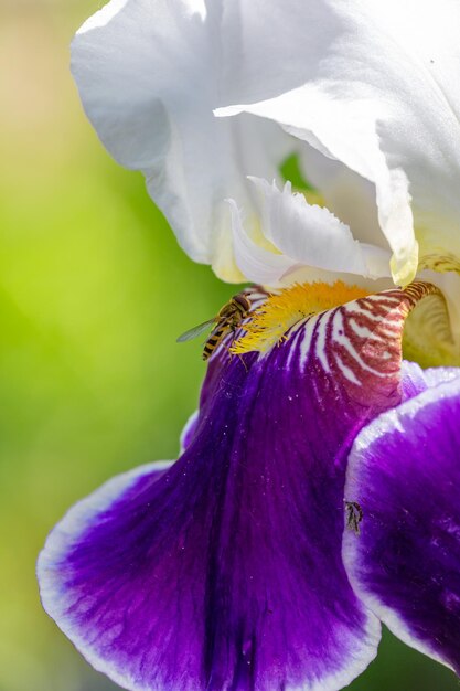 Iris grande floreciente con pétalos blancos y morados en una fotografía macro de un día soleado de verano