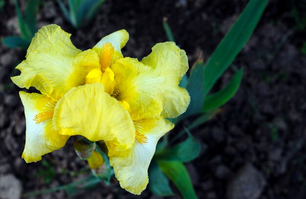 Iris grande en el jardín, en verano.