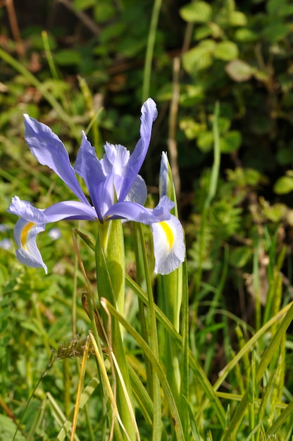 Foto iris de hoja en espada