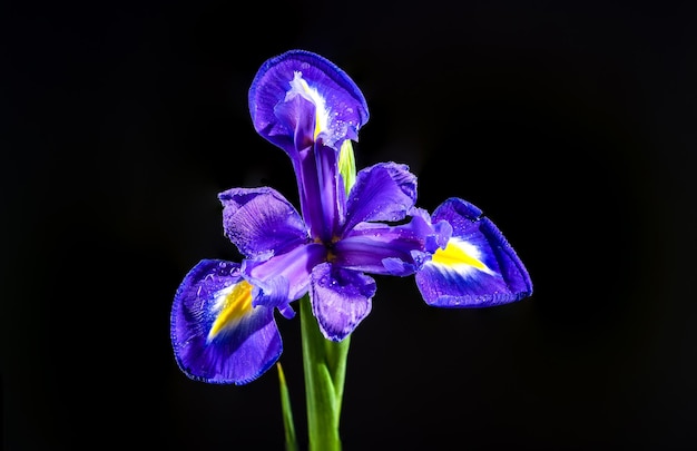 Iris holandés sobre un fondo negro