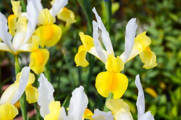 Iris holandesa Hort