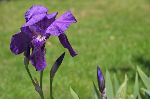 Iris (Irideae) blüht in einem englischen Garten