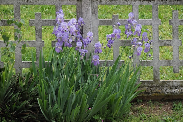 Iris Iris Germanica Pflanze lila Blume