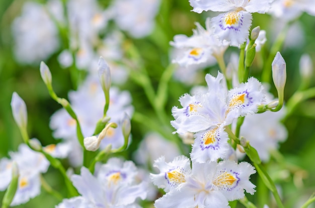 Iris japonica en enfoque suave, hermosa Iris japonica en Japón.
