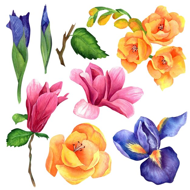 Iris-Magnolien-Freesienlaub in Aquarell gemalt