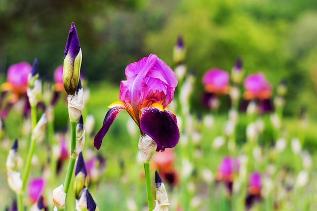 Iris mit lila Blütenblättern