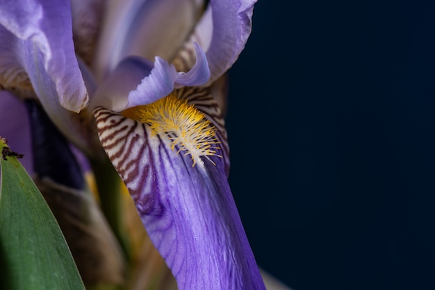 Iris morado sobre fondo negro