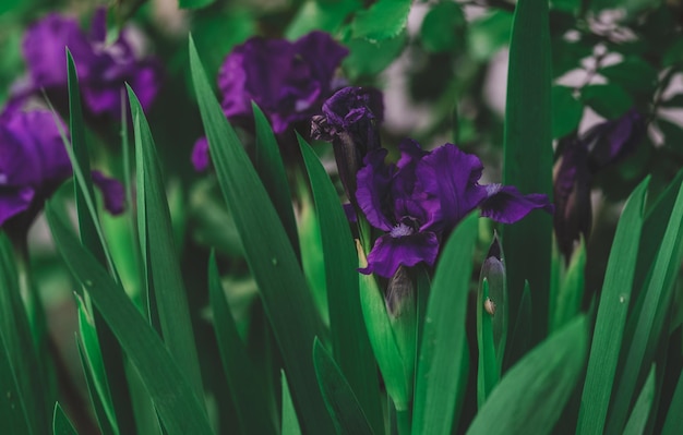 Iris morados en crecimiento con hojas verdes en el jardín.