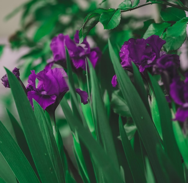 Iris morados en crecimiento con hojas verdes en el jardín.