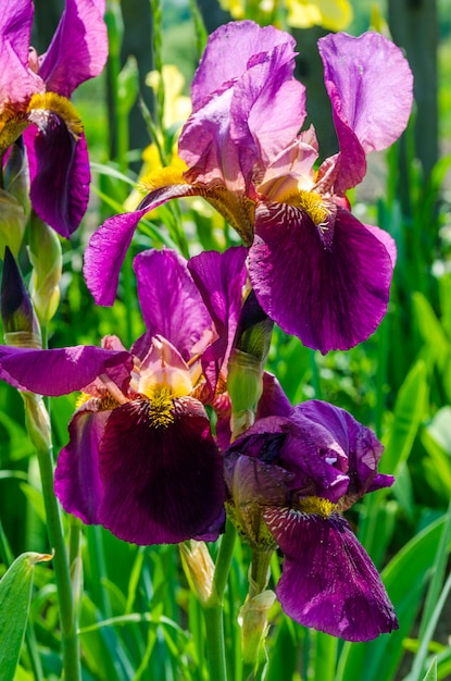 Iris morados que florecen en el jardín