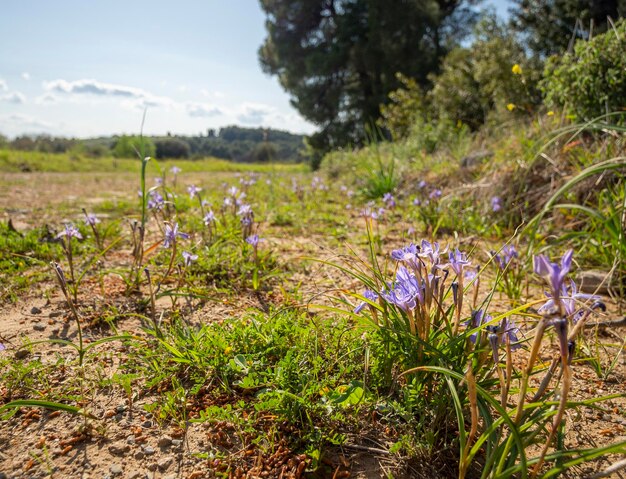 Iris morados salvajes en hierba verde en un claro en un bosque en Grecia