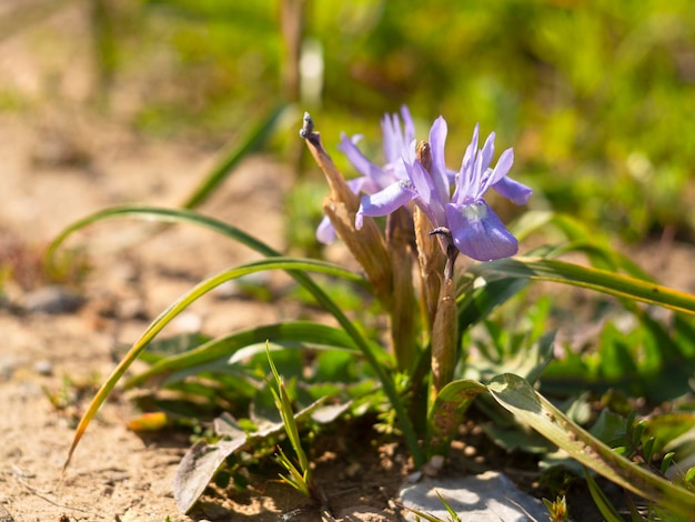 Iris morados salvajes en hierba verde en un claro en un bosque en Grecia