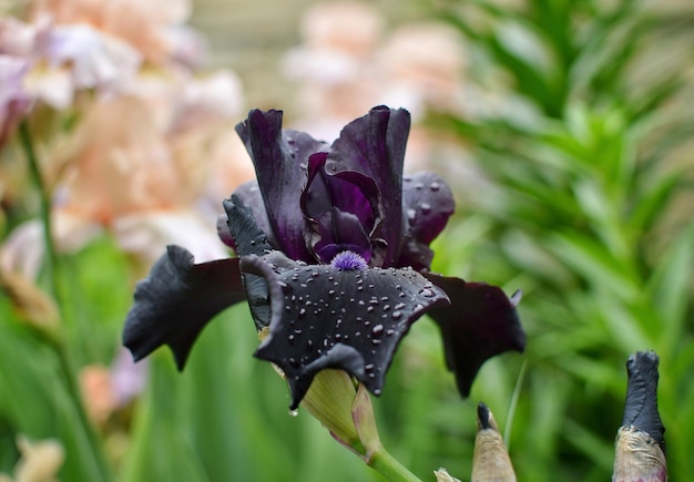 Iris negro raro