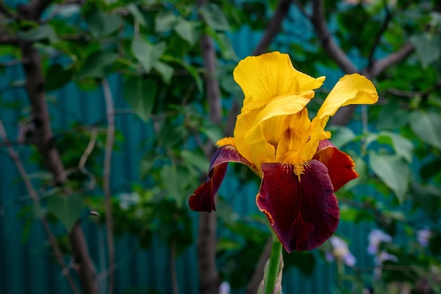 Iris o flagsamarillo flor de iris granate sobre un fondo verde